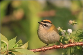 <p>KRÁLÍČEK OHNIVÝ (Regulus ignicapillus) /Firecrest - Sommergoldhähnchen/</p>
